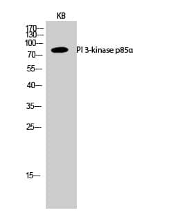Anti-PI 3-kinase p85α Antibody