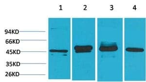Anti-GAP-43 Antibody