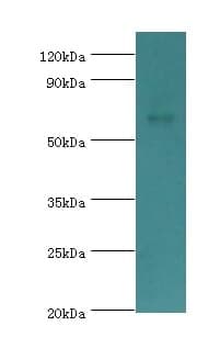Anti-CHRM3 Antibody