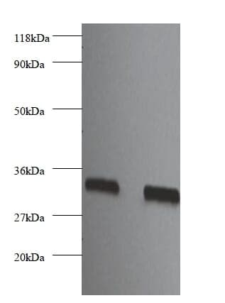 Anti-Heparin-binding growth factor 2 Antibody