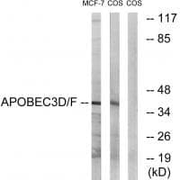 Anti-APOBEC3D / F Antibody