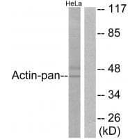Anti-Actin-pan Antibody