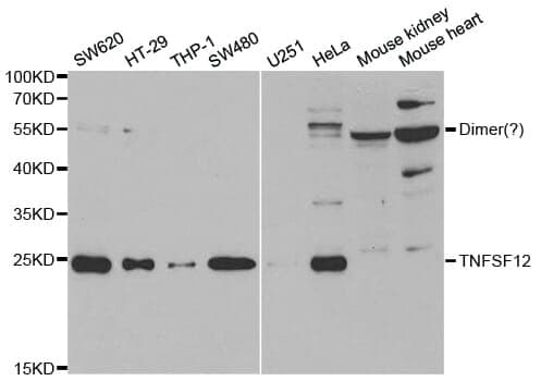 Anti-TNFSF12 Antibody
