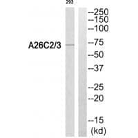 Anti-A26C2 / 3 Antibody