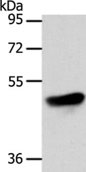 Anti-ADIPOR1 Antibody