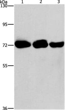 Anti-PIP5K1A Antibody