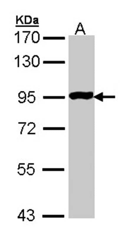 Anti-GPR114 Antibody