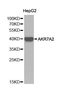 Anti-AKR7A2 Antibody