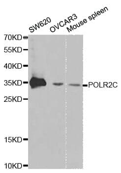 Anti-POLR2C Antibody