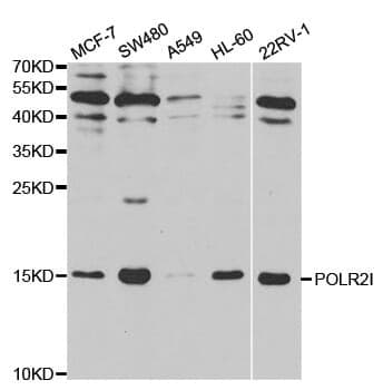 Anti-POLR2I Antibody