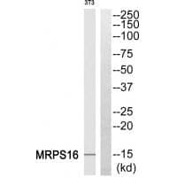 Anti-MRPS16 Antibody