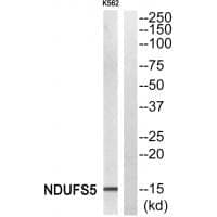 Anti-NDUFS5 Antibody