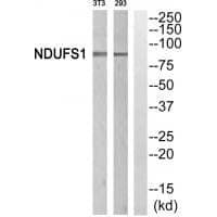 Anti-NDUFS1 Antibody