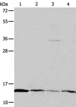 Anti-ATPIF1 Antibody