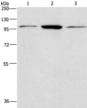 Anti-ANAPC2 Antibody