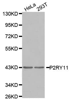 Anti-P2RY11 Antibody