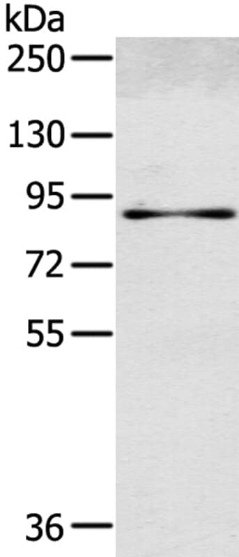 Anti-SEMA4G Antibody