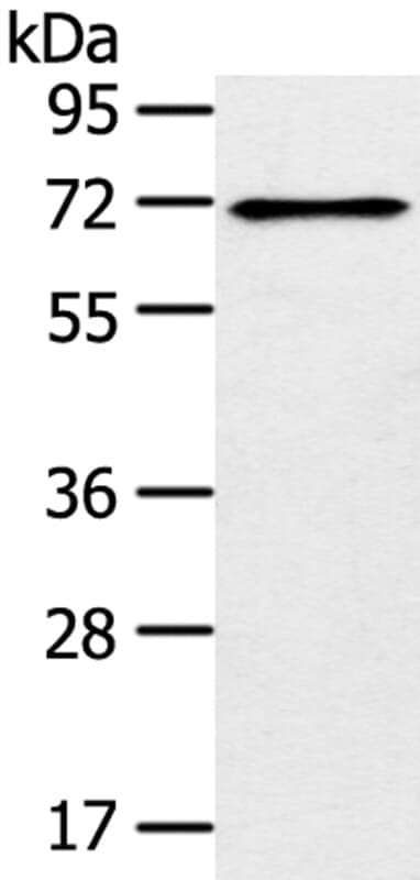 Anti-TRIM47 Antibody