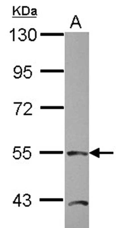 Anti-TEAD4 Antibody