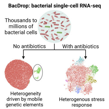 تسلسل RNA-Seq أحادي الخلية 10 آلاف خلية، 50 ألف قراءة/خلية، 500 مليون قراءة/عينة