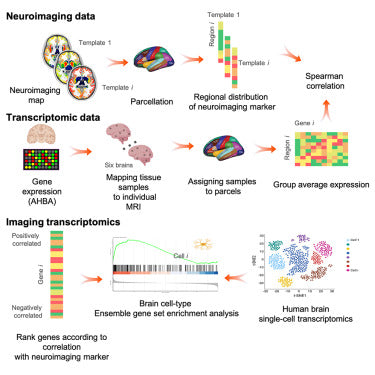 Transcriptomics 6 Gb/sample