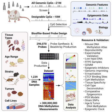 Oncology Targeted Methylation Panel 5 Gb (2000 x , 0.5 Mb Panel)