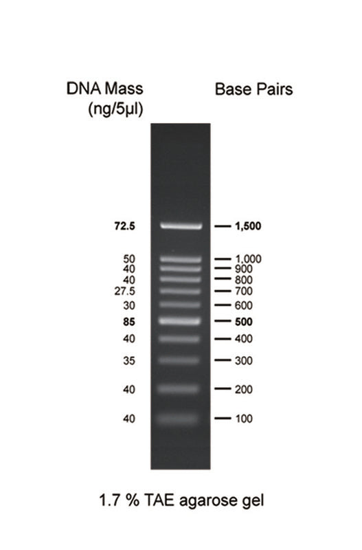 100bp DNA Ladder
