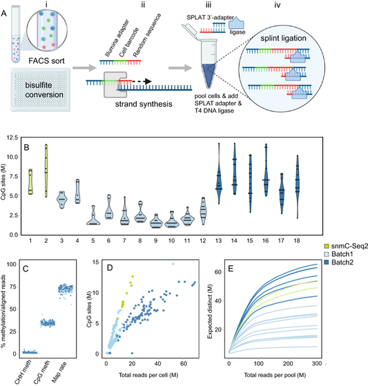 WGBS 30 x average sequencing depth ,120 Gb / sample