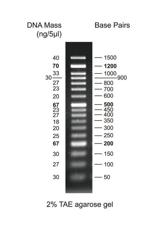 50bp DNA Ladder