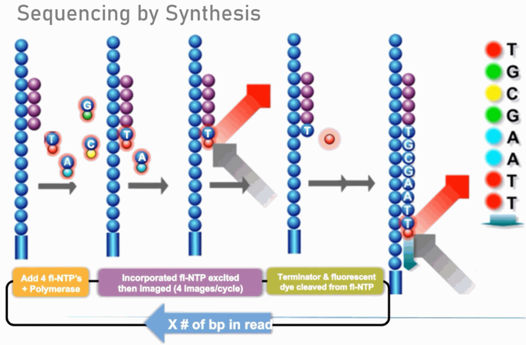 قراءات RNA صغيرة 25 M/عينة